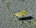 Illinoia liriodendri